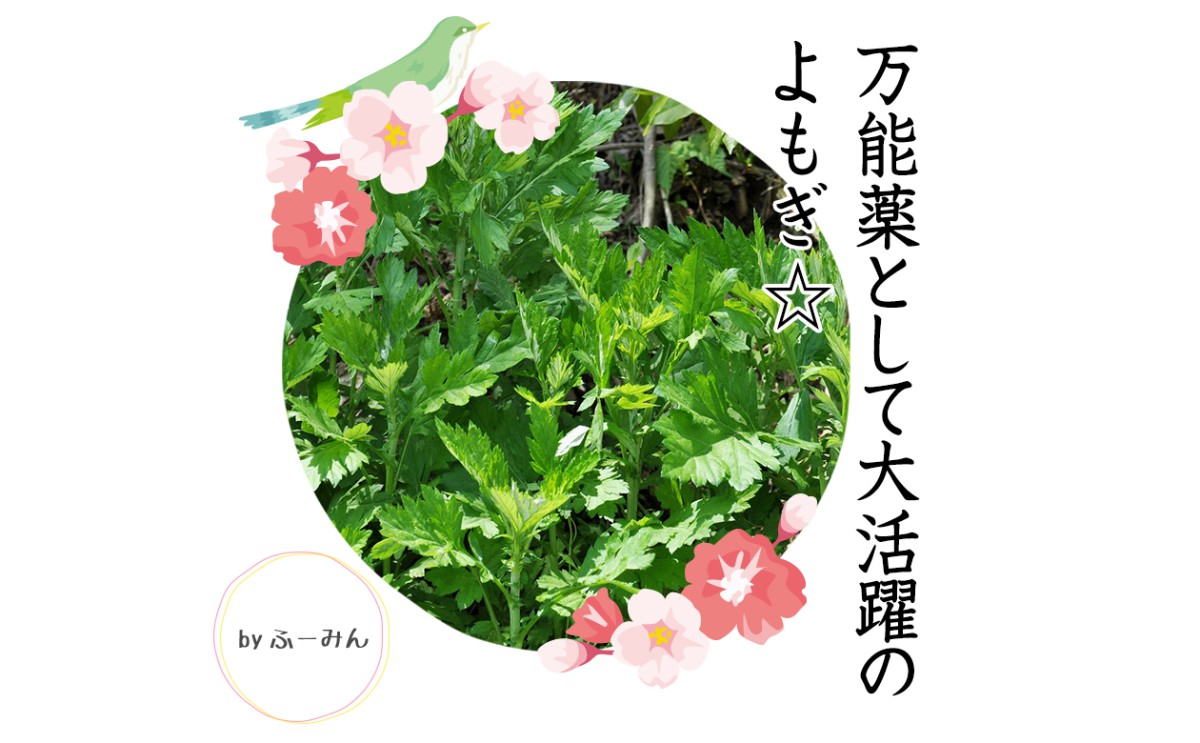 解説おまけ付き よもぎ 苗 草だんご 薬草茶 万能薬 薬草風呂 自然療法