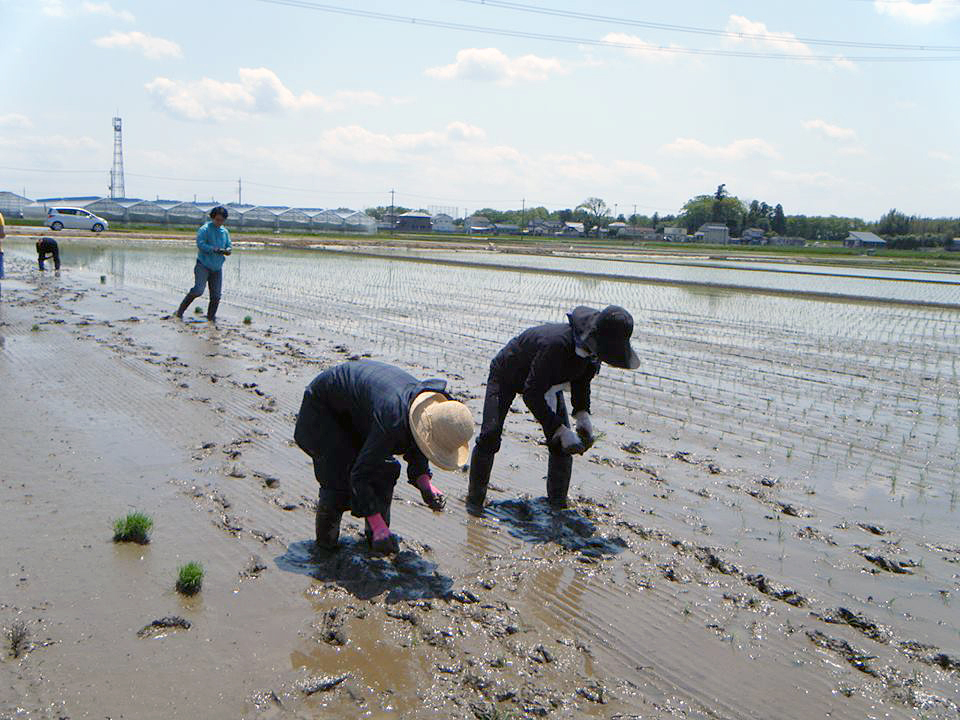 原宿田植え3