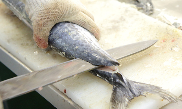 魚種ごとに一番美味しい大きさに切り分け