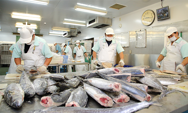 同工場では毎日、10人以上の職人によって、鮭やさわら、カジキなど約10種類の魚の切身約２万３０００枚がつくられています。