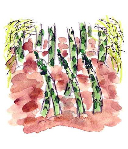 Asparagus of Hirado are grown in the soil with addition of a great deal of organic fertilizer and careful preparation and harvested twice a year in spring and summer.  Spring offer sweet asparagus and summer soft asparagus. You can enjoy two different asparaguses.