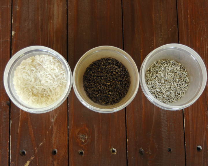 左からタイ米、タイ米に黒麹をつけた「米麹」