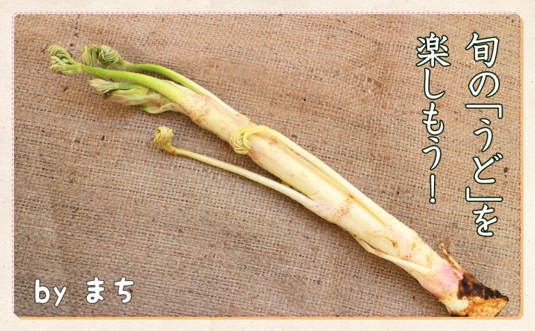 独特の香りと食感が魅力の旬の「うど」を楽しもう! | 一般財団法人 日本educe食育総合研究所