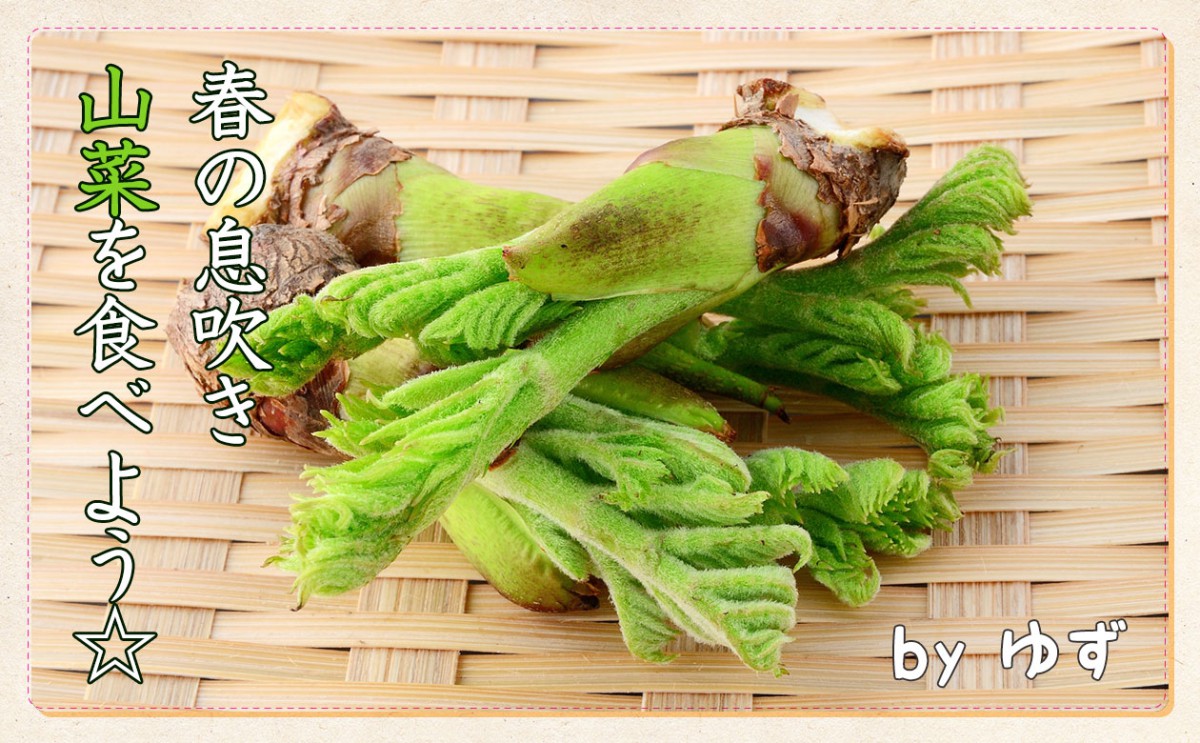 春の息吹き「山菜」を食べてみよう！