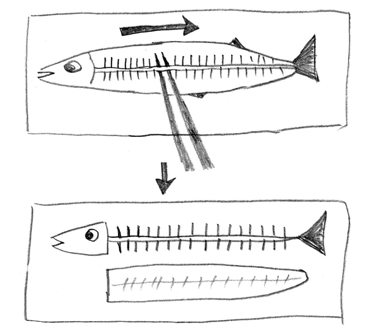 子どもと一緒に魚をキレイに食べよう 一般財団法人 日本educe食育総合研究所