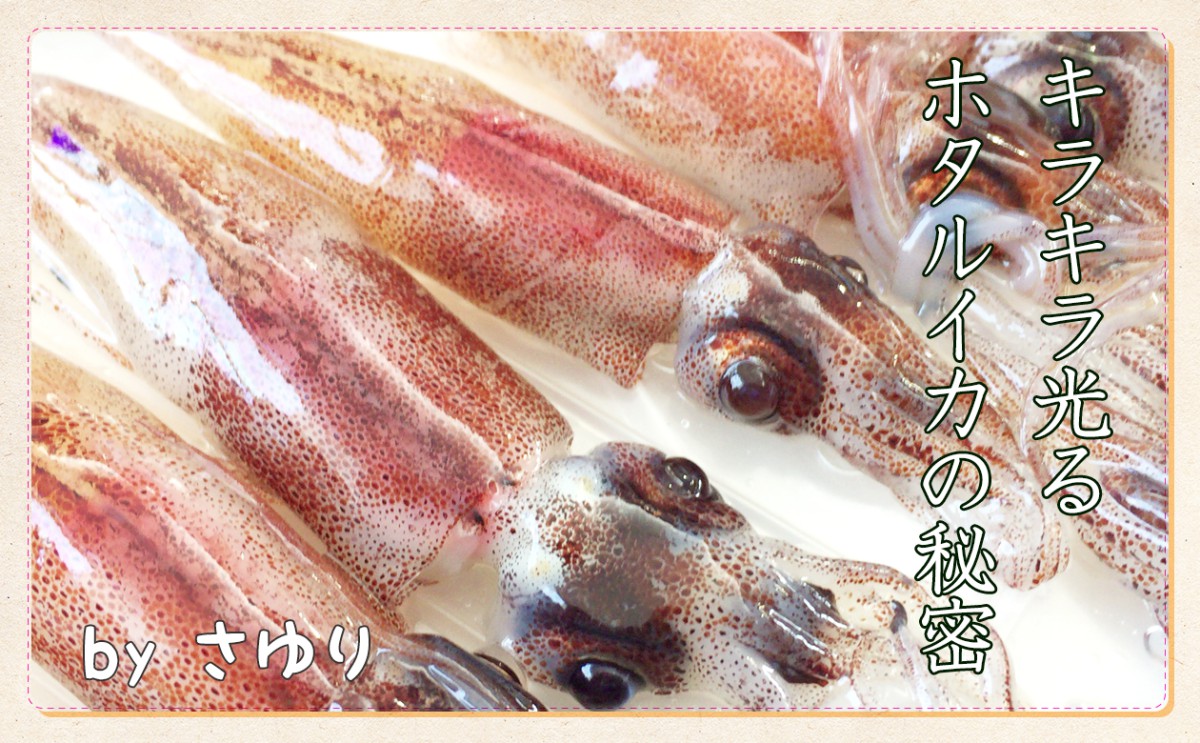 キラキラ光る海の神秘 ホタルイカ 一般財団法人 日本educe食育総合研究所