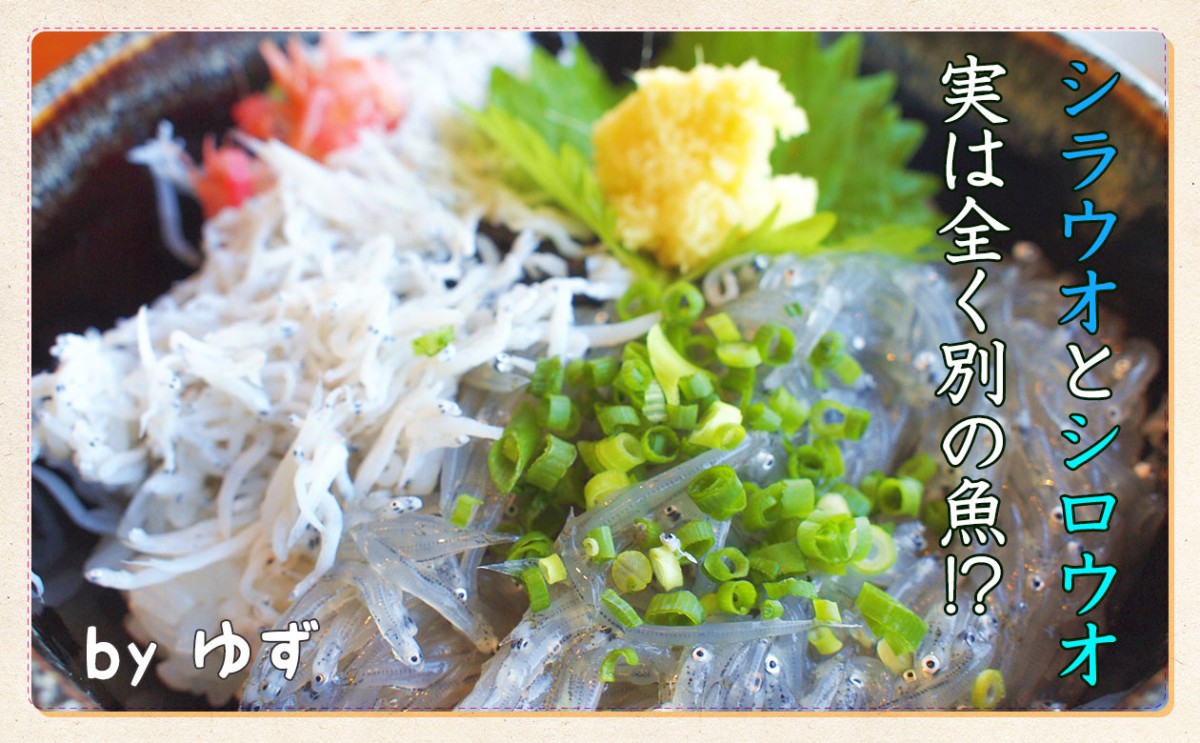 シラウオ シロウオ 同じ魚じゃないのはご存知ですか 一般財団法人 日本educe食育総合研究所