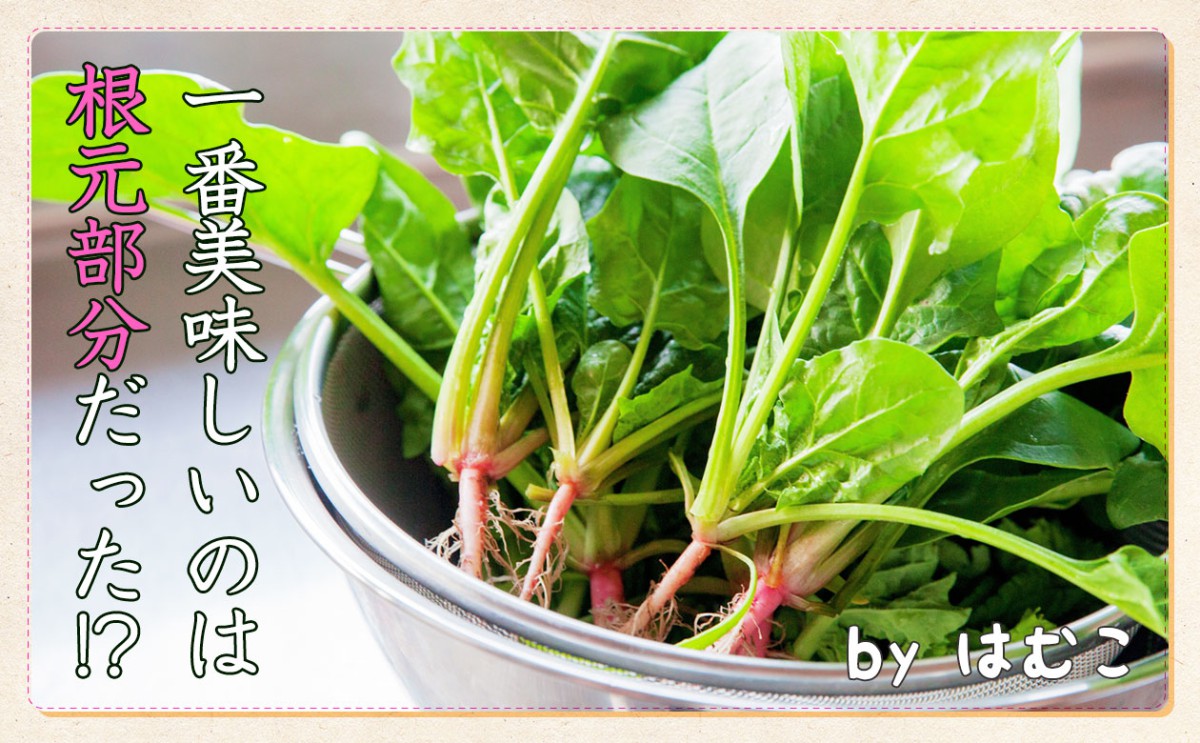 ピンクの根っこは飾りじゃない ほうれん草の秘密 一般財団法人 日本educe食育総合研究所