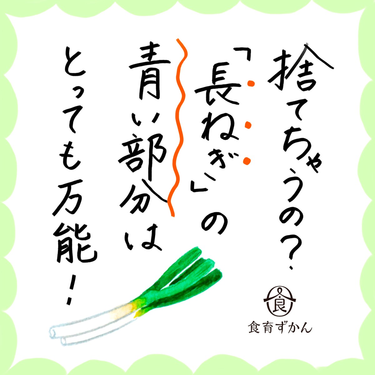 えっ 捨てちゃうの 長ねぎの青い部分は栄養豊富だった 一般財団法人 日本educe食育総合研究所