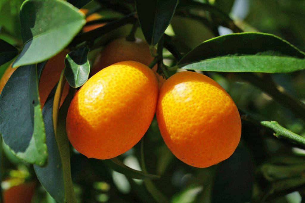 皮ごと食べて手軽にビタミン補給 冬の果物 きんかん を知ろう 一般財団法人 日本educe食育総合研究所