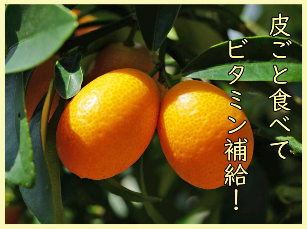 皮ごと食べて手軽にビタミン補給 冬の果物 きんかん を知ろう 一般財団法人 日本educe食育総合研究所