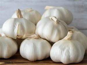 お家で育ててみよう！「にんにく」の水耕栽培