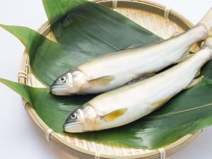 6月解禁！魚なのにスイカの香り！？アユについて知ろう